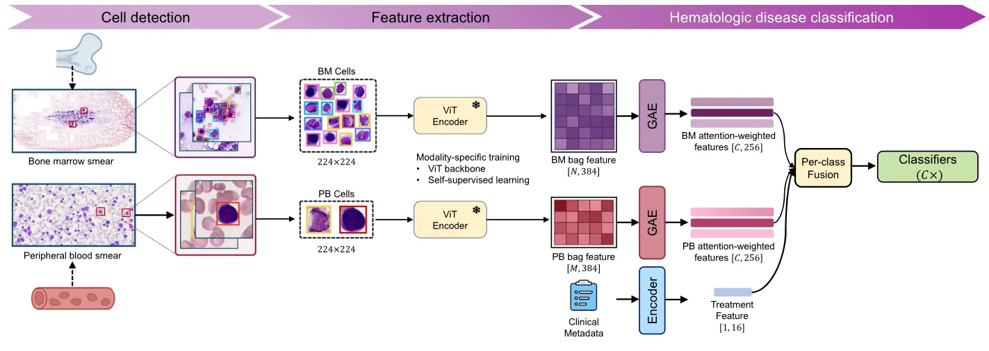 Process chart of the research, from cell detection and feature extraction to hematologic disease classification.